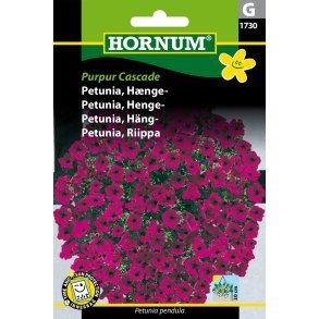 Hornum Petunia, Hnge-, Purpur Cascade