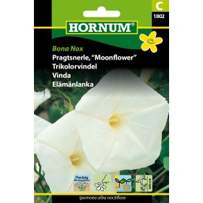 Hornum Pragtsnerle, Bona Nox