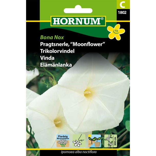 Hornum Pragtsnerle, Bona Nox