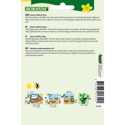 Hornum Salat, Hoved-, Merveille des q. S.