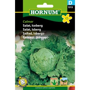 Hornum Salat, Iceberg, Calmar