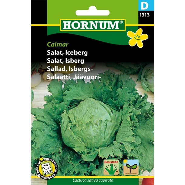Hornum Salat, Iceberg, Calmar