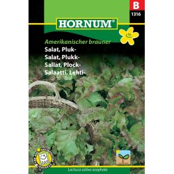 Hornum Salat, Pluk-, Amerikanischer brauner