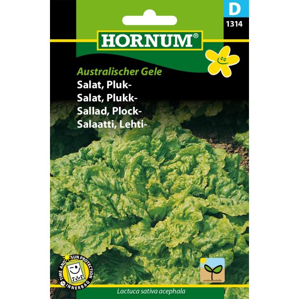 Hornum Salat, Pluk-, Australischer Gele