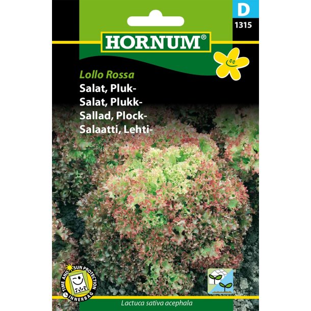 Hornum - Salat, Pluk-, Lollo Rossa