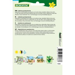 Hornum Salatsennep, Rucola, Rocket