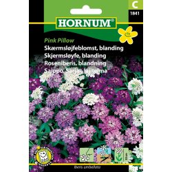Hornum Skrmsljfeblomst, bl., Pink Pillow
