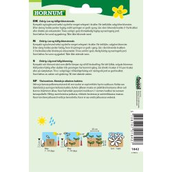 Hornum Solsikke, Teddybear