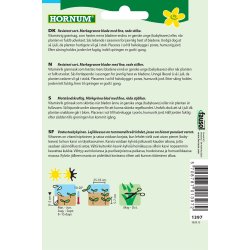 Hornum Spinat, Red Kitten F1