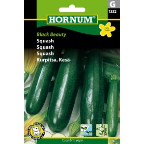 Hornum Squash, Black Beauty