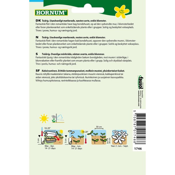 Hornum Stokrose, Dark Beauty