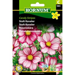 Hornum Stolt Kavaler, Candy Stripes