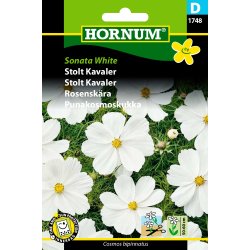 Hornum Stolt Kavaler, Sonata White