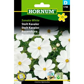 Hornum Stolt Kavaler, Sonata White
