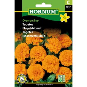 Hornum Tagetes, Orange Boy