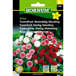 Hornum - Tusindfryd, Almindelig, blan., Daisy