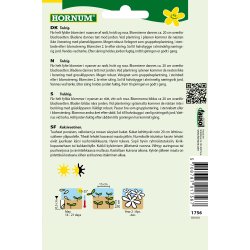 Hornum - Tusindfryd, Almindelig, blan., Daisy